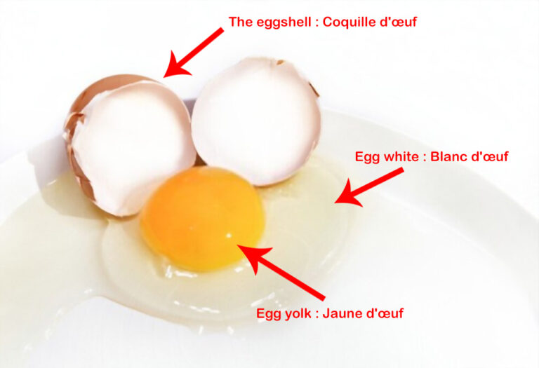 oeuf Anatomy