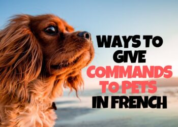 Ways to Give Commands to Pets in French