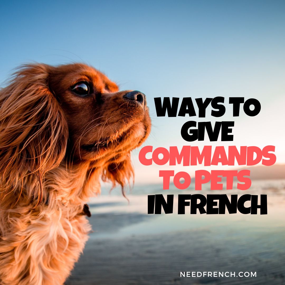 ways-to-give-commands-to-pets-in-french-needfrench